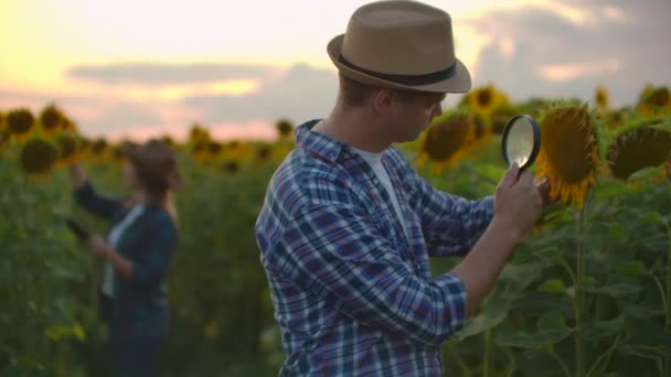 Два фермери в полі з соняшниками разом використовують збільшувальні окуляри для вивчення причин хвороб рослин. Вивчати рослини за допомогою збільшувального скла. Група дослідників досліджує соняшники — стокове відео