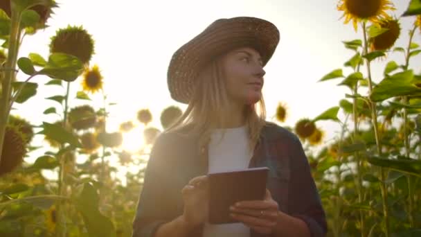 Femme agricultrice utilise la technologie moderne dans le domaine. Un homme avec un chapeau entre dans un champ de tournesols au coucher du soleil tenant une tablette informatique regarde les plantes et presse l'écran avec ses doigts . — Video