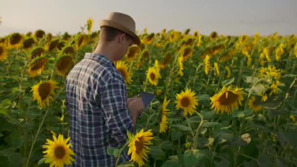 Ένας αγρότης με καπέλο και πουκάμισο περνάει από το χωράφι και επιθεωρεί ηλιοτρόπια στο χωράφι. Πρόσεχε τη σοδειά σου. Ο σύγχρονος αγρότης χρησιμοποιεί έναν υπολογιστή tablet για να αναλύσει. — Αρχείο Βίντεο