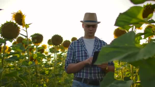 O homem caminha no campo de girassóis na natureza — Vídeo de Stock