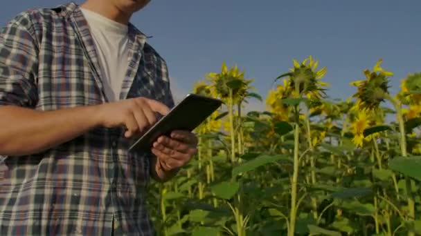 Den unga manliga bonden går på solrosor fältet i solig dag — Stockvideo