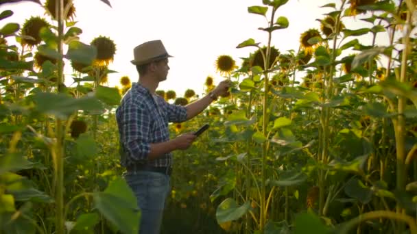 Le biologie dei giovani studenti stanno studiando girasoli nella giornata estiva sul campo — Video Stock