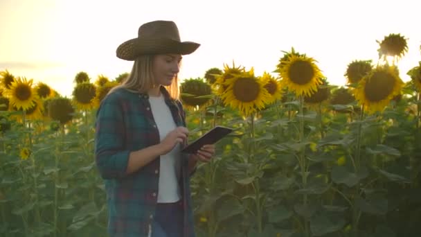 Mädchen mit Tablette auf einem Sonnenblumenfeld am sonnigen Abend — Stockvideo