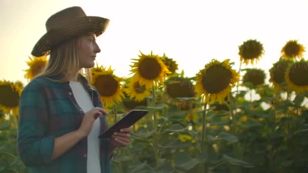 Mulher com um tablet em um campo de girassol na noite de verão de perfet — Vídeo de Stock