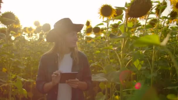 A mulher anda observando girassóis no dia de verão no campo — Vídeo de Stock
