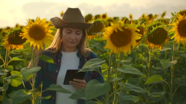 Botanikerna observerar solrosor på sommardagen på fältet — Stockvideo