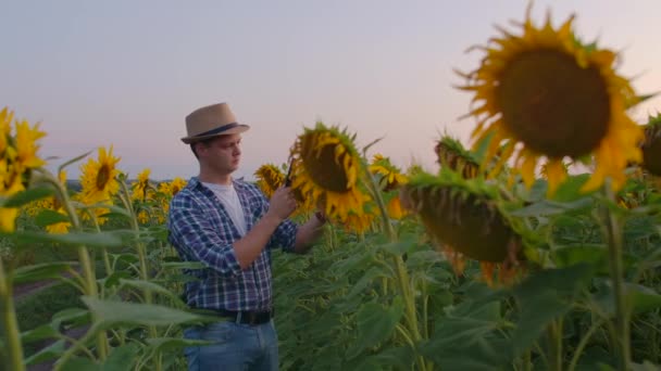 Junger Mann am Sommerabend auf dem Sonnenblumenfeld — Stockvideo