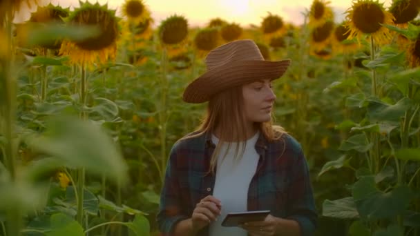 Mädchen arbeitet auf dem Feld mit Sonnenblumen — Stockvideo