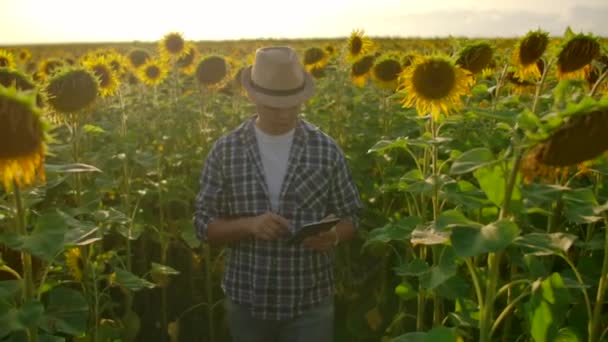 Bilim adamı güneşli bir günde ayçiçeği tarlasında yürür. Kamera bir erkek çiftçiyi tabletle takip ediyor ve hareket ettiriyor. Çiftçi elinde tabletle kameranın önüne geçer. — Stok video