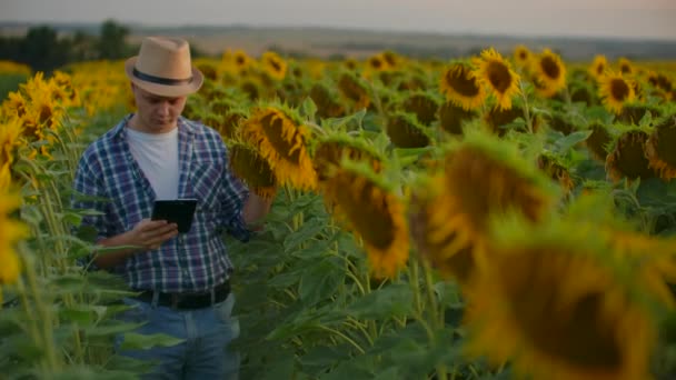 Agricultor moderno caminha com um computador tablet estudando girassóis ao pôr do sol. Manter registos da quinta. Tecnologias da Internet e aplicações de manejo de irrigação, controle de culturas. PH Estados — Vídeo de Stock