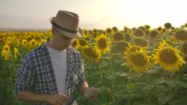 Hän työskentelee auringonkukkien parissa pellolla kesäpäivänä. — kuvapankkivideo