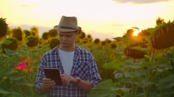 Modern bonde går med en surfplatta dator studerar solrosor vid solnedgången. För register över gården. Internetteknik och tillämpningar för bevattning, växtskydd. Ph-staterna — Stockvideo