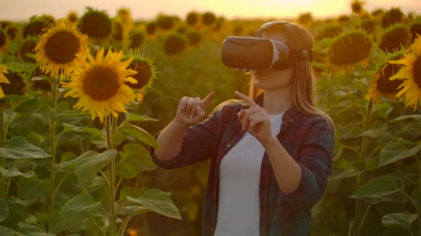 Kadın bilim adamı gün batımında büyük ayçiçekleri arasında VR bardaklarında çalışıyor. — Stok video