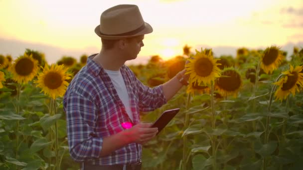 Berühmter auf dem Feld mit gelben Sonnenblumen arbeitet auf dem iPad — Stockvideo