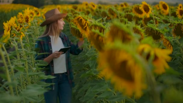 Die Frau zwischen hohen Sonnenblumen am Sommerabend — Stockvideo