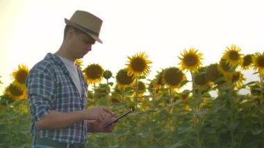 Doğada gün batımında bir ayçiçeği tarlasında tabletli genç çiftçi