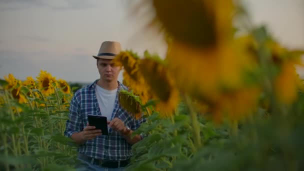 El científico entre los girasoles altos en la tarde de verano al atardecer — Vídeos de Stock