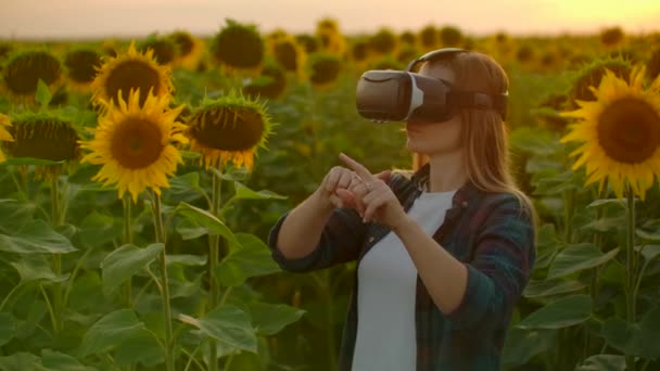 A estudante está trabalhando em óculos VR ao pôr do sol entre grandes girassóis — Vídeo de Stock
