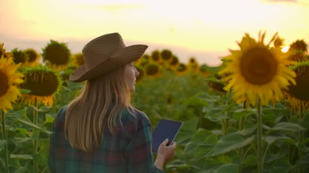 Женщина работает на поле с желтыми подсолнухами — стоковое видео