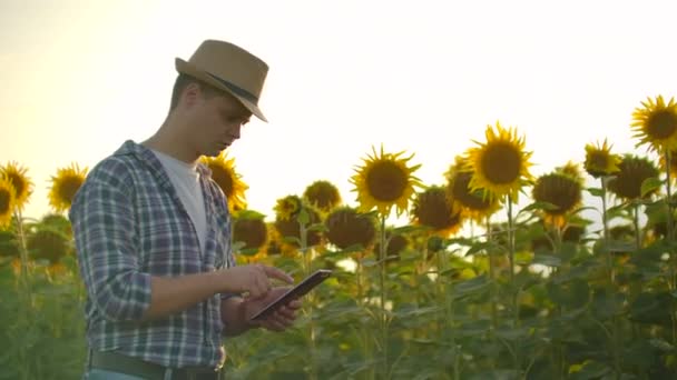 Νεαρός άνδρας με ταμπλέτα σε ένα χωράφι με ηλιοτρόπια το ηλιόλουστο βράδυ — Αρχείο Βίντεο