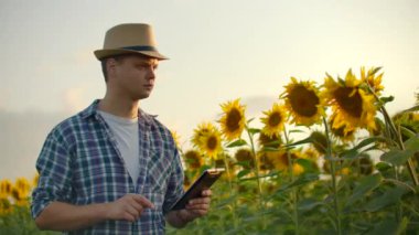 Yazın ayçiçeği tarlasında tabletli genç adam.