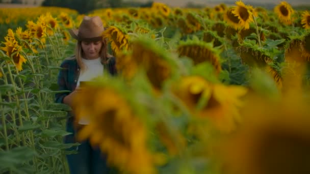 La estudiante femenina entre los girasoles altos en la tarde de verano — Vídeos de Stock