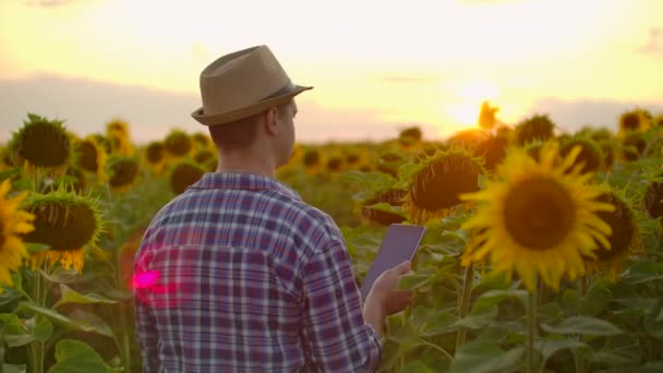 Mann auf dem Feld mit gelben Sonnenblumen — Stockvideo