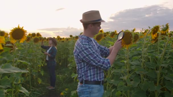 Twee mensen op het zonnebloemveld in de natuur bij zonsondergang — Stockvideo