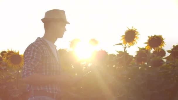 Modern bonde går med en surfplatta dator studerar solrosor vid solnedgången. För register över gården. Internetteknik och tillämpningar för bevattning, växtskydd. Ph-staterna — Stockvideo