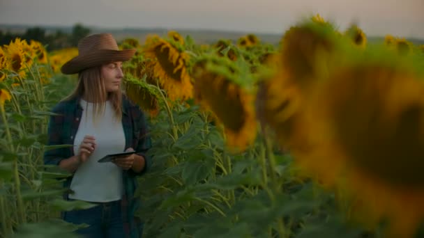 Dívka mezi vysokými slunečnicemi — Stock video