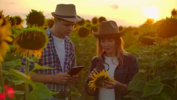 Dos jóvenes científicos en el campo de los girasoles — Vídeos de Stock