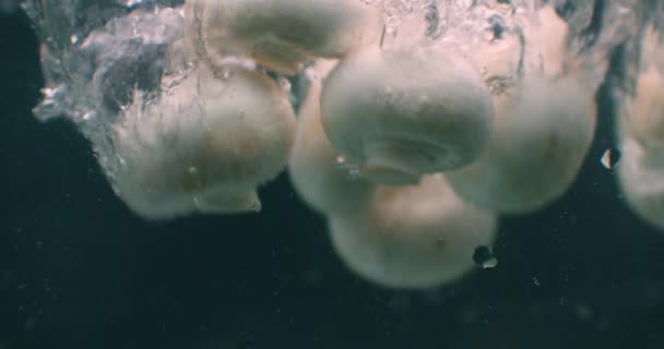 Pilze fallen ins Wasser und treiben in Zeitlupe. — Stockvideo