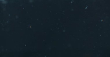 Green fresh broccoli washed in clear water before cooking, slow motion.