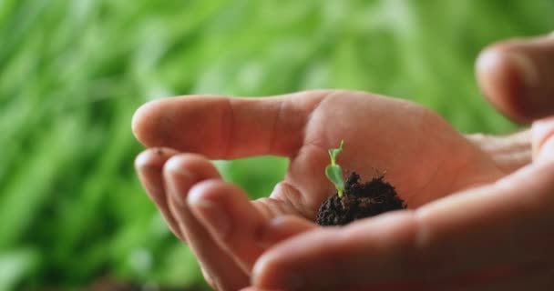 ヤシを開き、開いているヤシの中に植物の若い苗を保持し、緑の背景にカメラにそれを伸ばします。地球を救うという概念。環境救助 — ストック動画