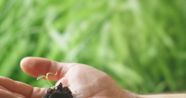 El concepto de salvar el planeta verde. Protección vegetal. Sostén una planta de semillero verde en tu mano . — Vídeo de stock