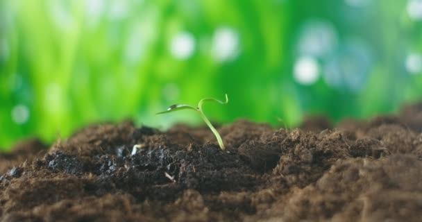 Agricultura. Cultivando plantas. Planta plántulas. Alimentación manual y riego de plantas de bebé jóvenes que crecen en secuencia de germinación en suelo fértil con fondo verde natural — Vídeo de stock