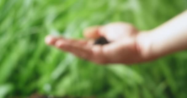 Una mano masculina trae una plántula joven y frágil con tierra a la cámara y la sostiene en la palma de la mano. Conservación y cuidado de la naturaleza — Vídeos de Stock