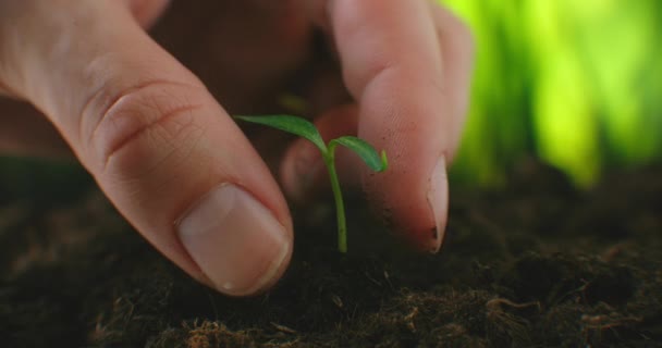 Tarım eko tarımı. Dünya toprak günü konsepti: erkek çiftçi elleri yeşil yapraklı filizlenir tohum ağacı ile toprak bulanık tarla arka plan yaşam tarzı. Çiftçi adam tarlada çalışıyor. — Stok video