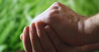 Güzel gün batımı ışığıyla bir fesleğen fidanı tutan eller, yeni büyüme kavramı ve sürdürülebilir tarım, çevre sağlığı, toprak anayla ilgilenmek..