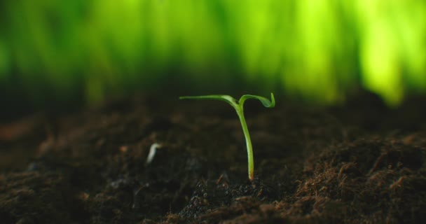 Agriculture. Growing plants. Plant seedling. Hand nurturing and watering young baby plants growing in germination sequence on fertile soil with natural green background — Stock Video