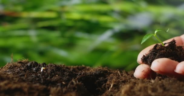 Landbouw eco-landbouw. Wereldbodem dag concept: mannelijke boer handen plant spruit met groene bladeren zaadboom met bodem op wazig landbouwveld achtergrond levensstijl. man boer werkt in het veld — Stockvideo