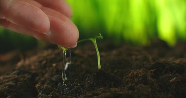 De zaailingen die zorgvuldig uit de handen worden gedrenkt. Milieubeschermingsconcept. Verzorging van planten. — Stockvideo