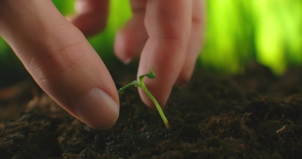 Les mains de l'homme ont planté une jeune plante de poivre dans le sol. Planter des semis de poivre. Faire un trou dans le sol pour planter du paprik. Les mains des hommes plantaient les semis dans le sol pour sécher — Video