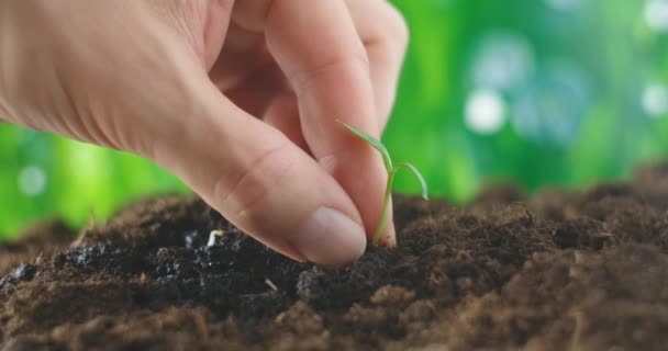 Agriculture eco farming. World soil day concept: male farmer hands plant sprout with green leaves seed tree with soil on blurred agriculture field background lifestyle . man farmer works in the field — Stock Video