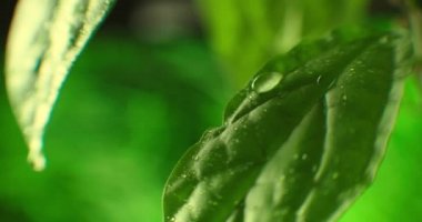 Yağmurdan sonra güzel yeşil bir yaprak. Yakın plan. Yeşil bir yaprağın üzerine düşen yağmur damlaları. Taze Aloe vera Jel damlayan Makro Kapanış