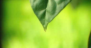 Yağmurdan sonra güzel yeşil bir yaprak. Yakın plan. Yeşil bir yaprağın üzerine düşen yağmur damlaları. Taze Aloe vera Jel damlayan Makro Kapanış