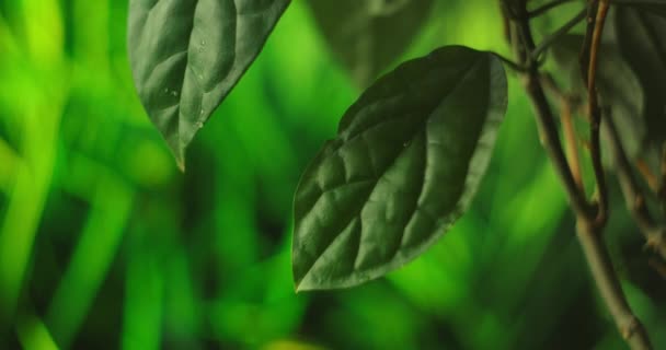 Een Macro. Waterdruppel. Water Drop Leaf Milieubehoud Evenwicht Groene Natuur. Dauwdruppel in de ochtend op blad met zonlicht — Stockvideo