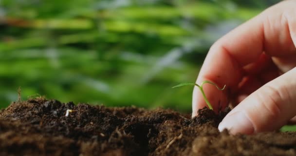 Seminare a mano i semi nel terreno. Mano esperta dell'agricoltore che controlla la salute del suolo prima della crescita un seme di piantina vegetale o vegetale. Giardinaggio tecnico, concetto di agricoltura — Video Stock