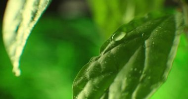 Makro. Su damlası. Su damlası Yaprak Çevre Koruma Dengesi Yeşil Doğa. Sabah çiy damlası Yaprağın üzerinde güneş ışığıyla