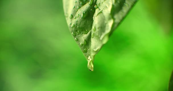 Grandes gotas hermosas de agua de lluvia transparente en una macro hoja verde. Gotas de rocío en la mañana brillan bajo el sol. Hermosa textura de hoja en la naturaleza. Fondo natural. — Vídeo de stock
